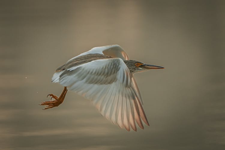 Close-up Of A Flying Heron 