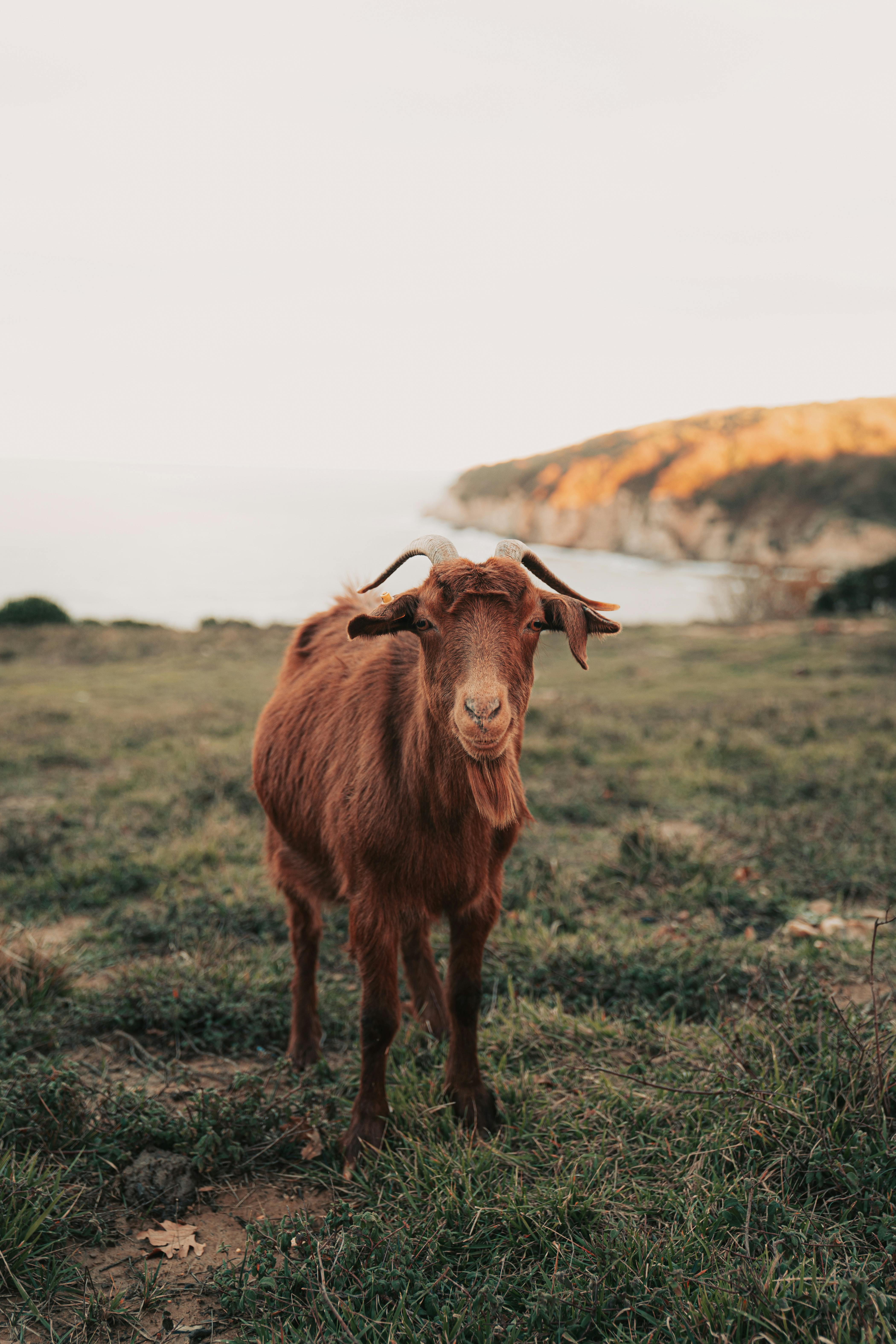 A domesticated goat stands in a picturesque field by the coast at sunset.