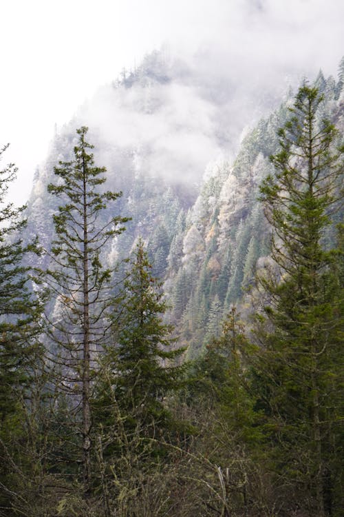 垂直ショット, 山岳, 常緑樹の無料の写真素材