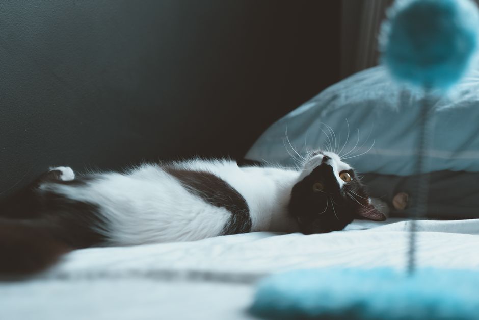 A cat sitting on a window sill, looking out a window at a bird