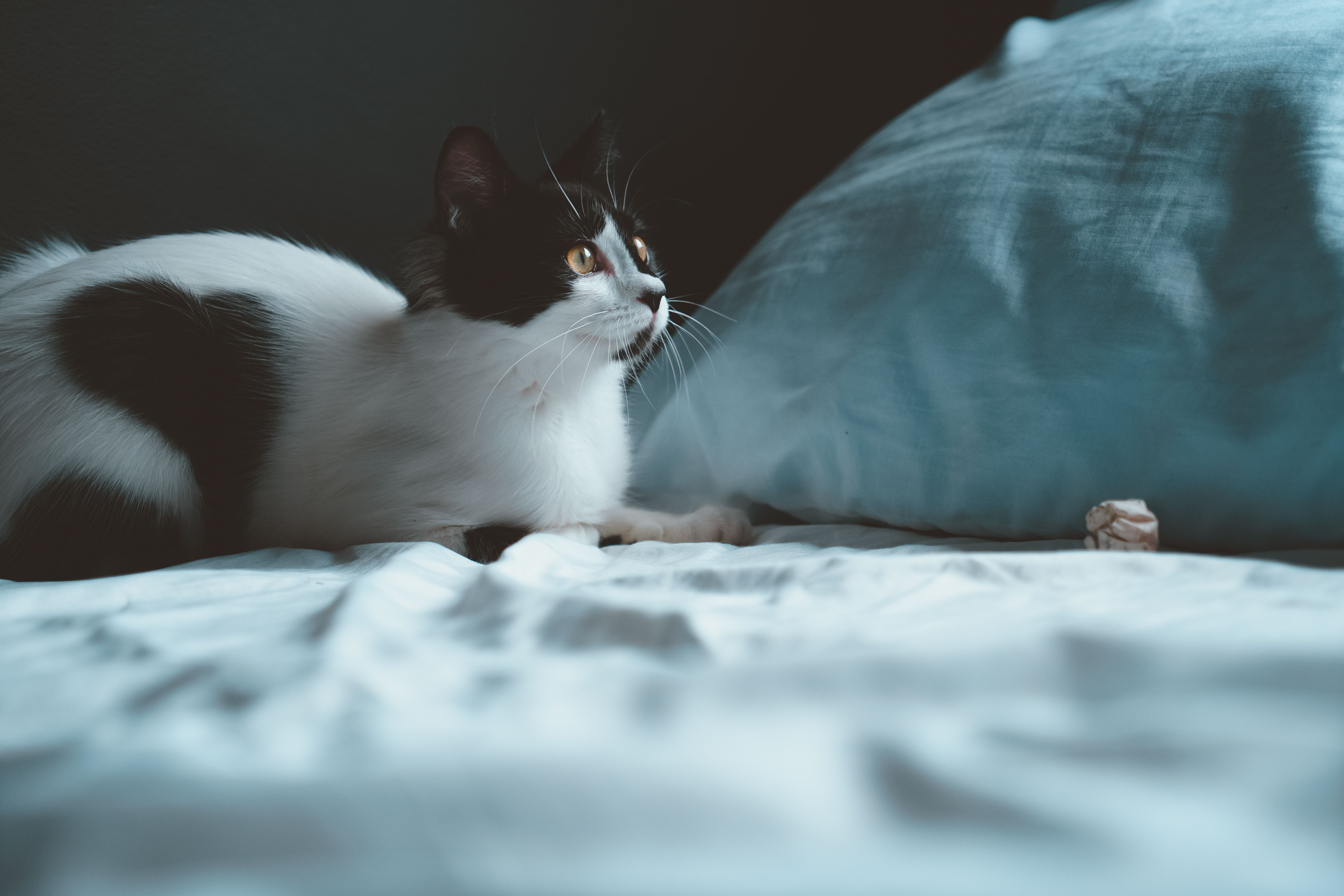 A black and white cat laying on a bed · Free Stock Photo