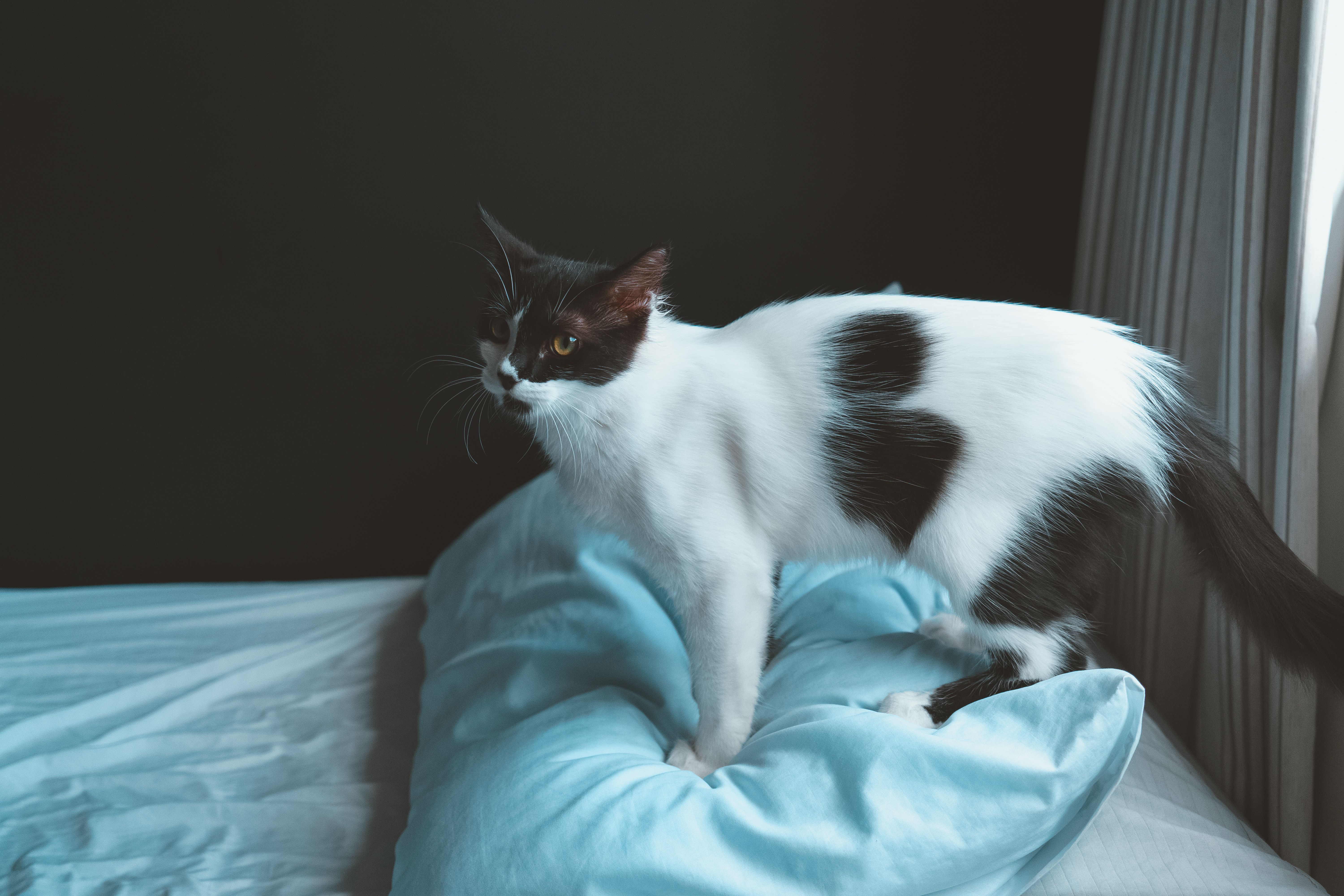 Pawz Microfiber Sheet Sets displayed on a bed, sold at Walmart