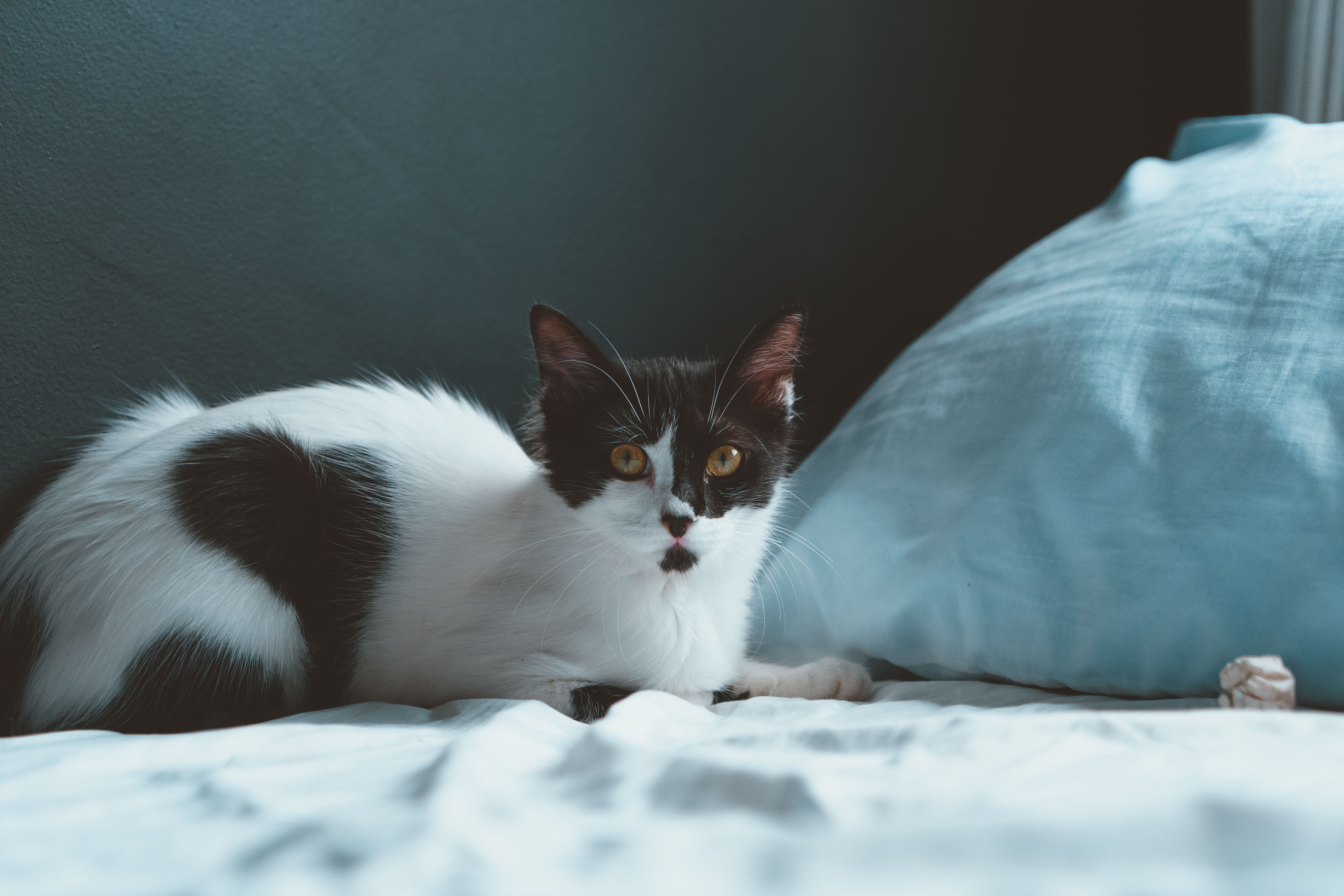 Black and White Cat on a Bed · Free Stock Photo