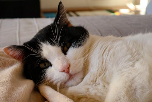 Základová fotografie zdarma na téma černá a bílá kočka, chlupatý, domácí mazlíček