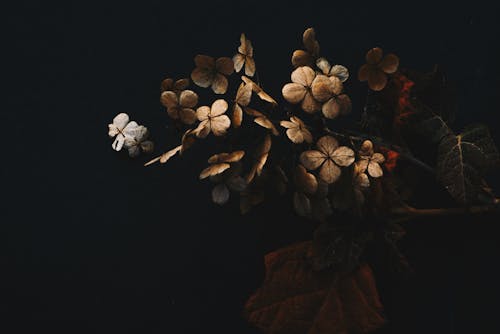 Foto stok gratis alam, background hitam, berbunga