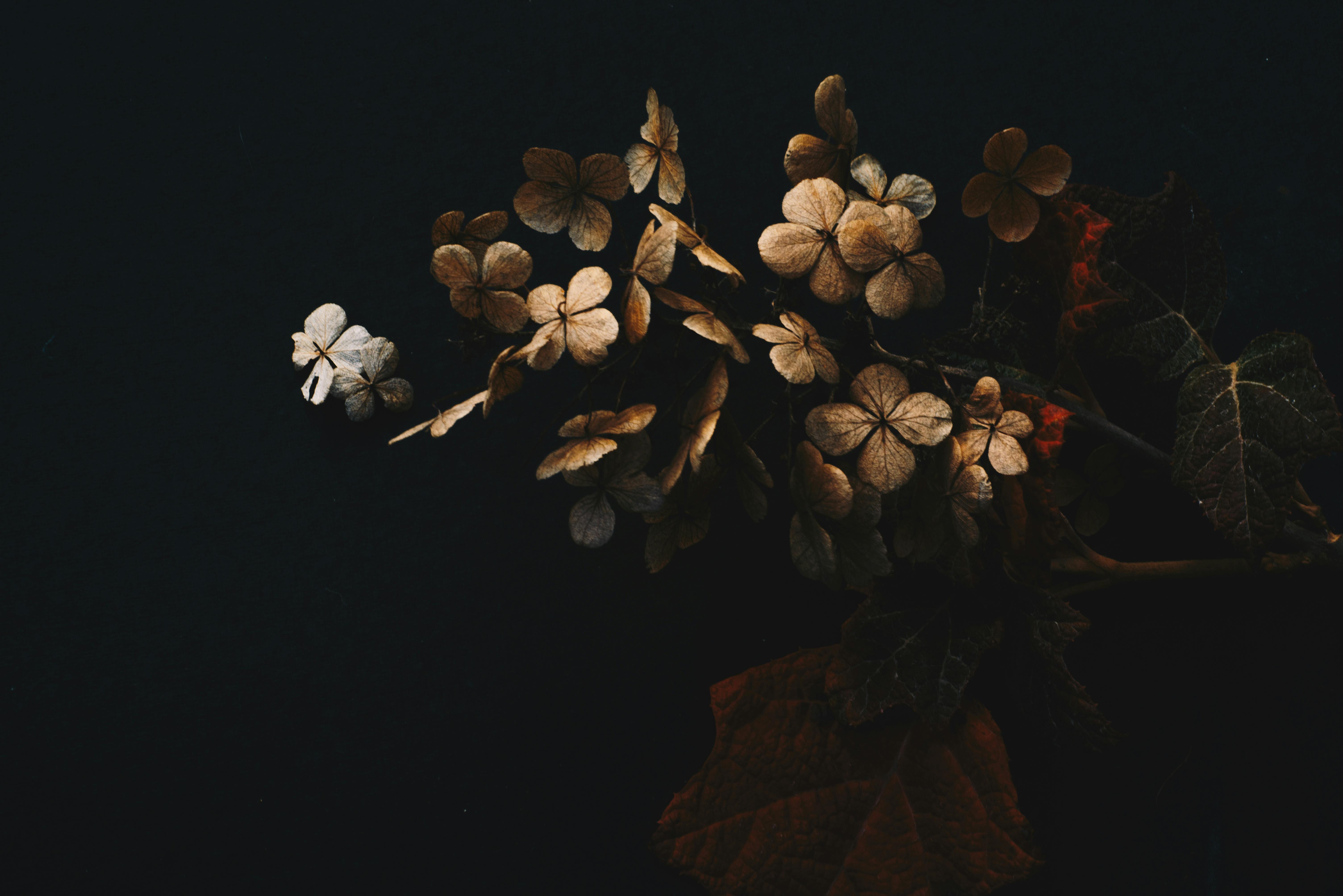 Evie Shaffer — Фотография