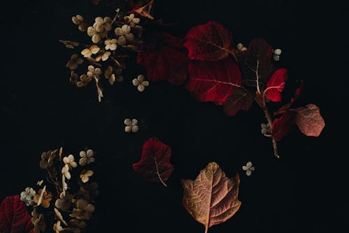 가을, 검은색 배경, 나뭇잎의 무료 스톡 사진