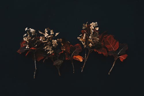Foto stok gratis background hitam, bunga-bunga, Daun-daun
