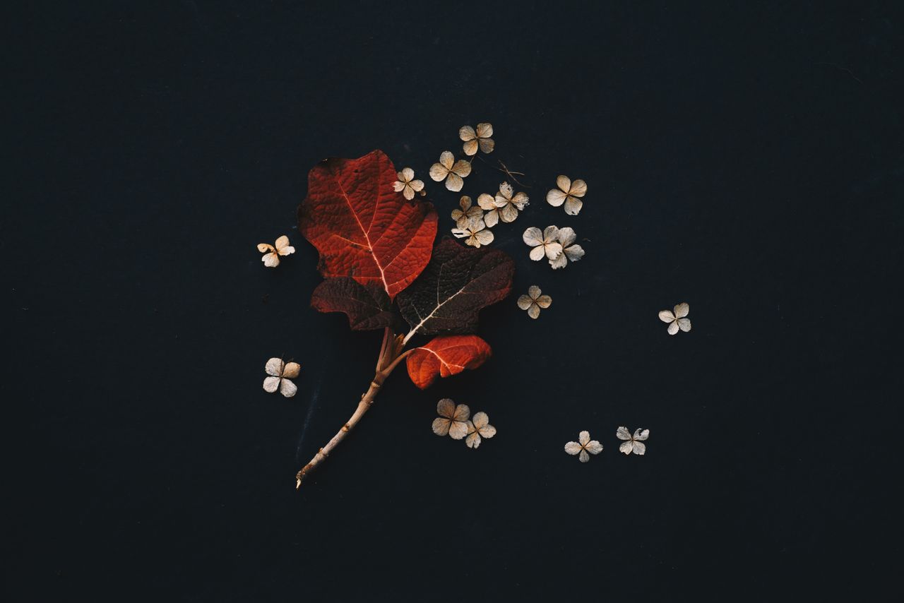 an artistic arrangement of autumn leaves and white flowers floating on