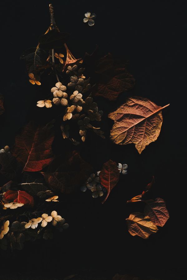 Autumn leaves against a black ground, by Evie Shaffer on Pexels