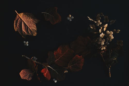 Immagine gratuita di arancia, autunno, floreale