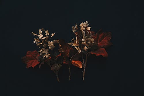 Darmowe zdjęcie z galerii z czarne tło, jesień, liście