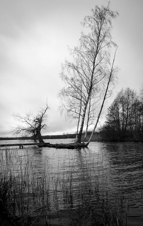 Black and White Photo of a Lake 