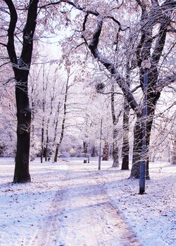 A serene winter pathway lined with frosty trees in a snowy park, perfect for seasonal themes.