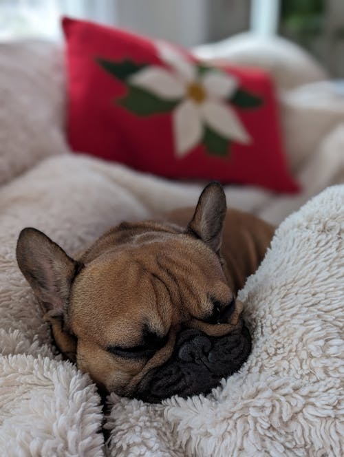 Free French Bulldog Sleeping on Couch Stock Photo