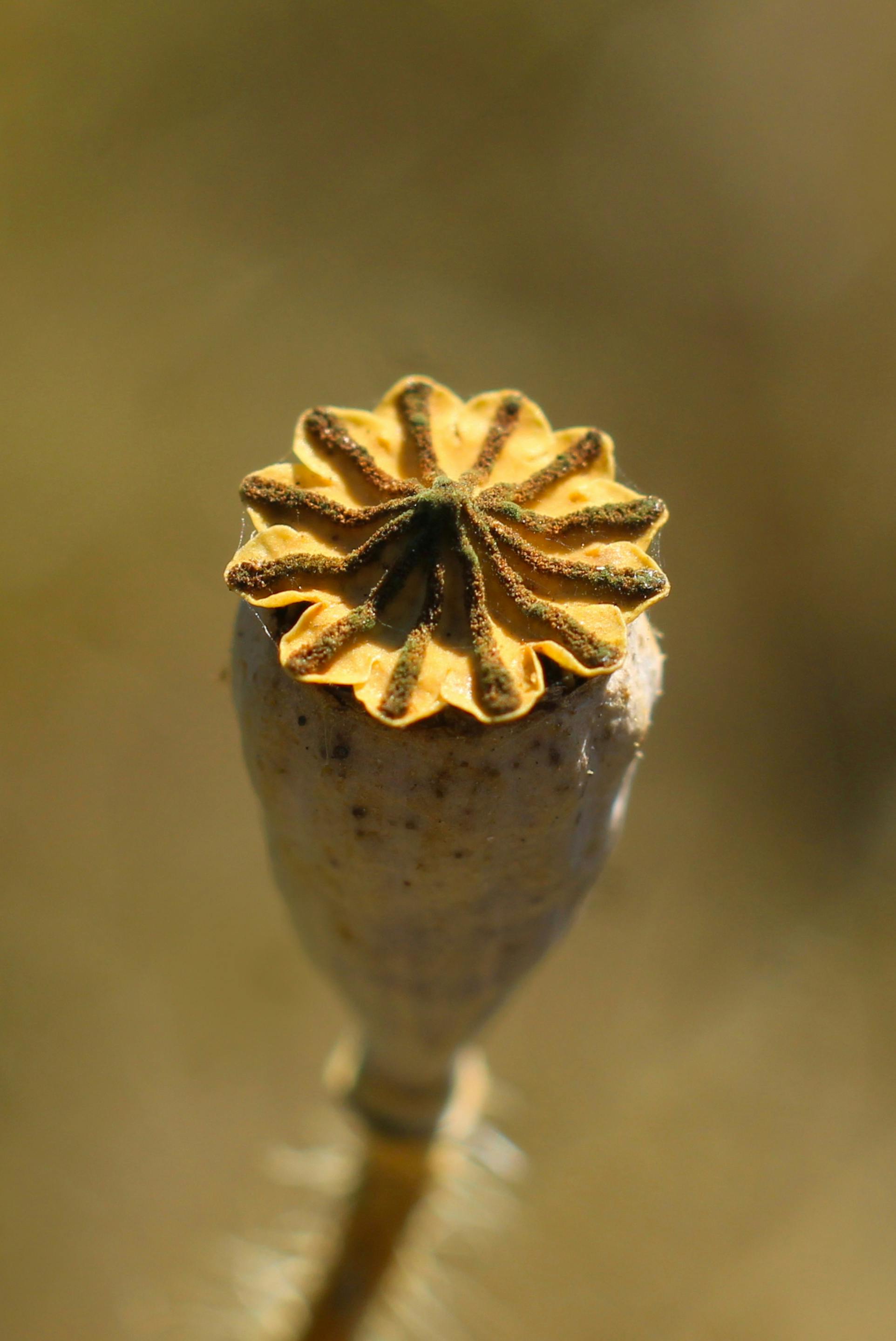 Fairies Yellow Photos, Download The BEST Free Fairies Yellow Stock