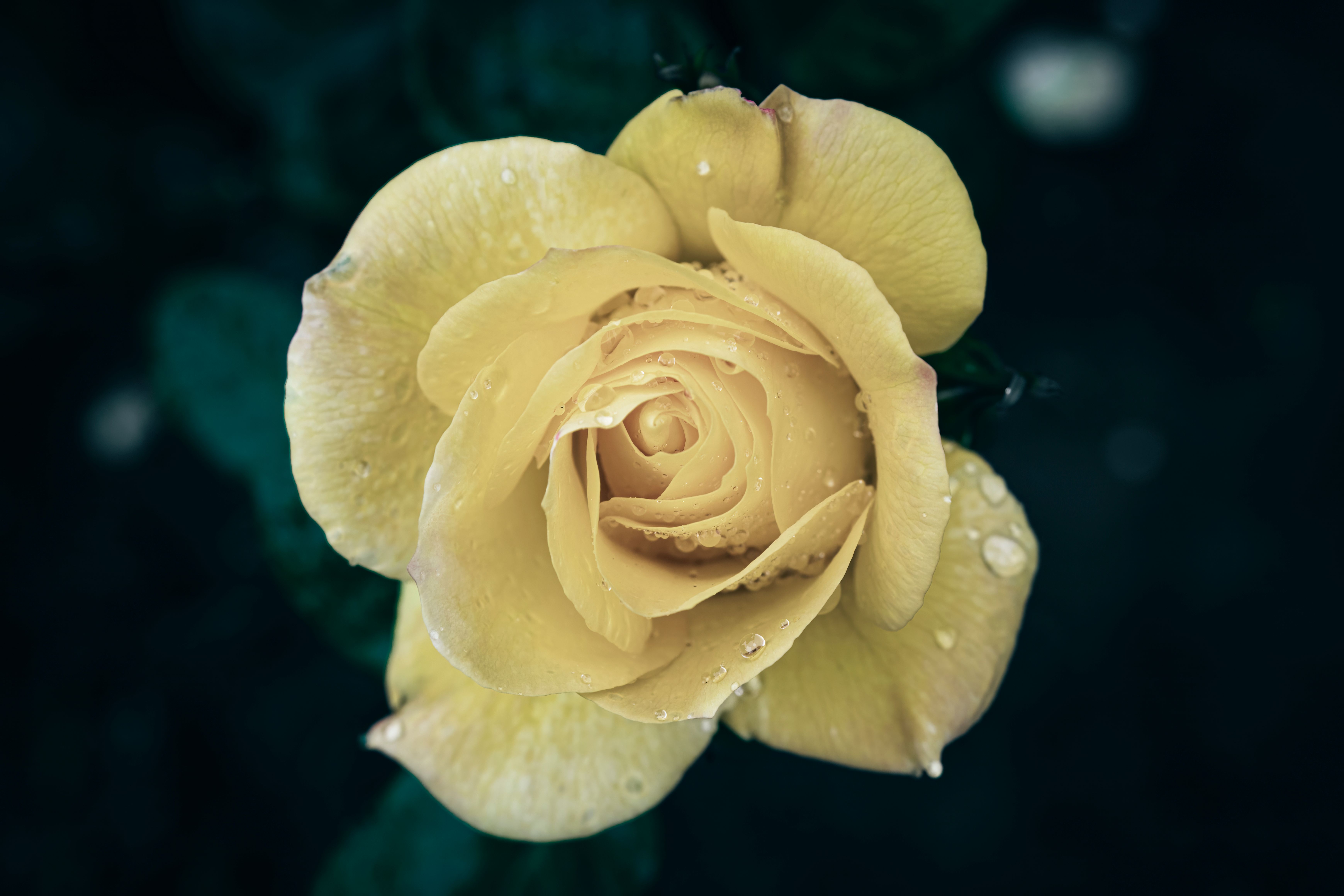 A close up of a yellow rose with rain droplets · Free Stock Photo