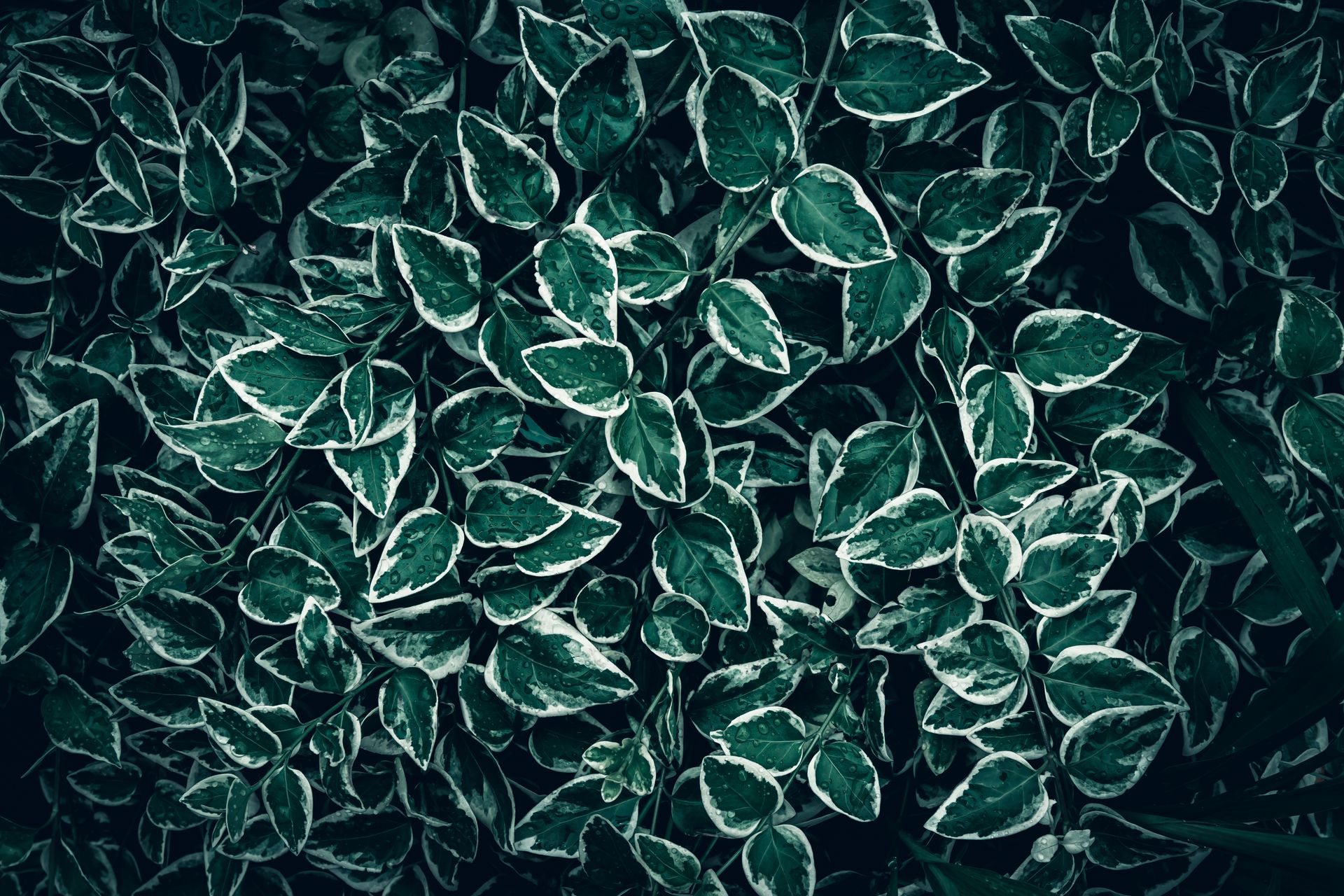 A detailed close-up of variegated leaves with water droplets, creating a moody, artistic effect.