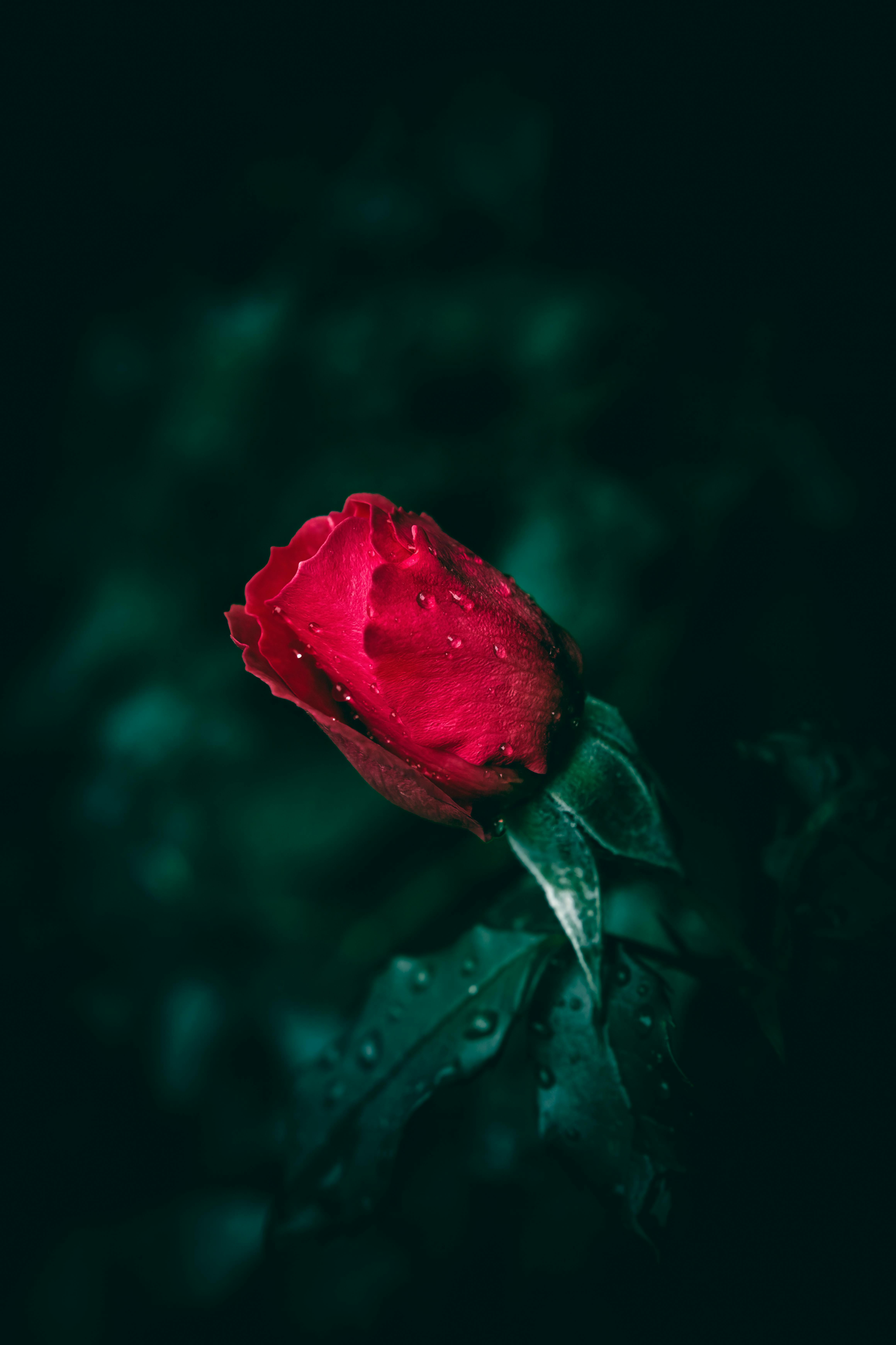 a close up of a bright red rosebud with rain drops with green leaves in the background