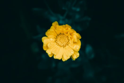 Close-up of a blooming yellow marigold with water droplets on petals against a dark background.
