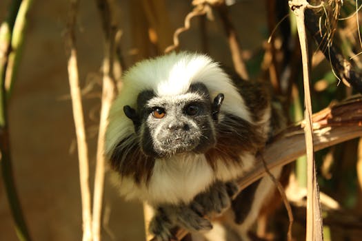 Close-up of a Cotton-Top Tamarin in its natural habitat, showcasing its expressive face and soft fur.