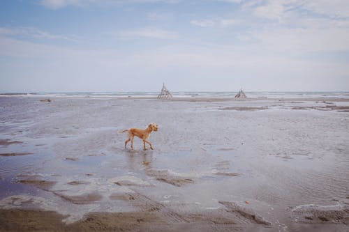 A Dog Walking on the Beach 