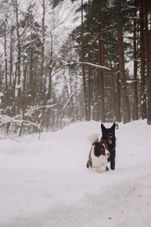 Foto profissional grátis de animais de estimação, cachorros, com frio