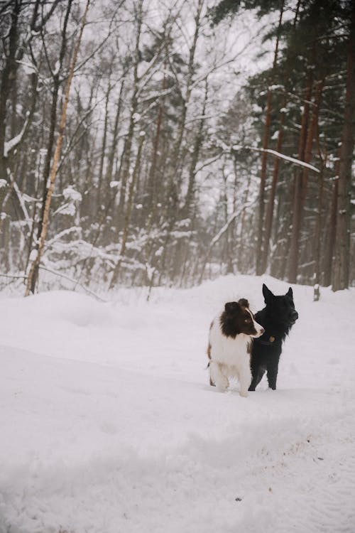 Foto profissional grátis de animais de estimação, cachorros, com frio