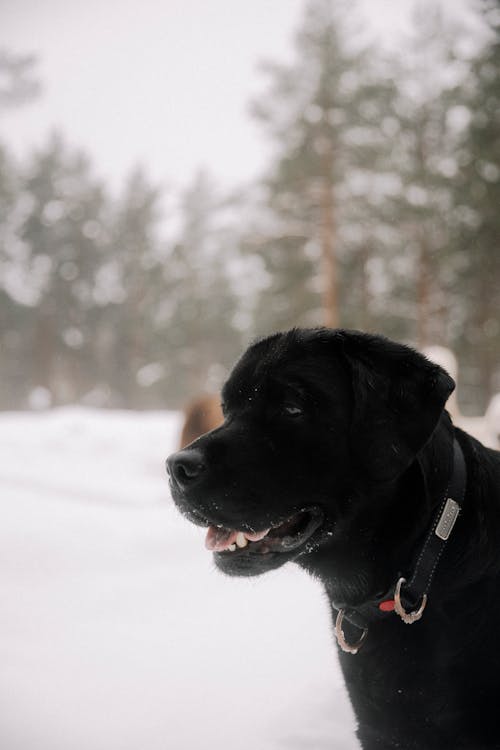 감기, 검은 개, 겨울의 무료 스톡 사진