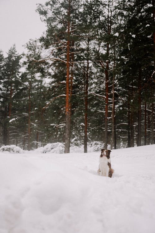 Foto profissional grátis de animal de estimação, árvores, border collie