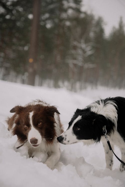 Ilmainen kuvapankkikuva tunnisteilla Bordercollie, eläinkuvaus, flunssa