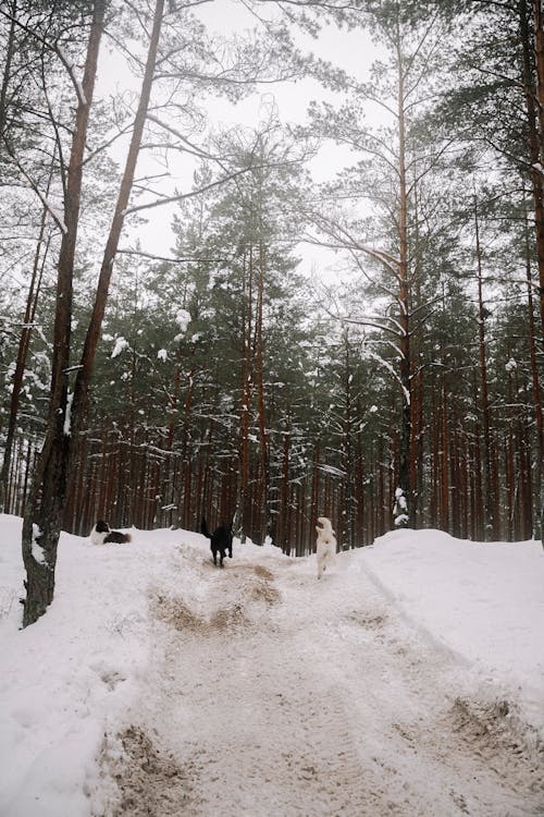 Dogs Running in a Snowy Forest 