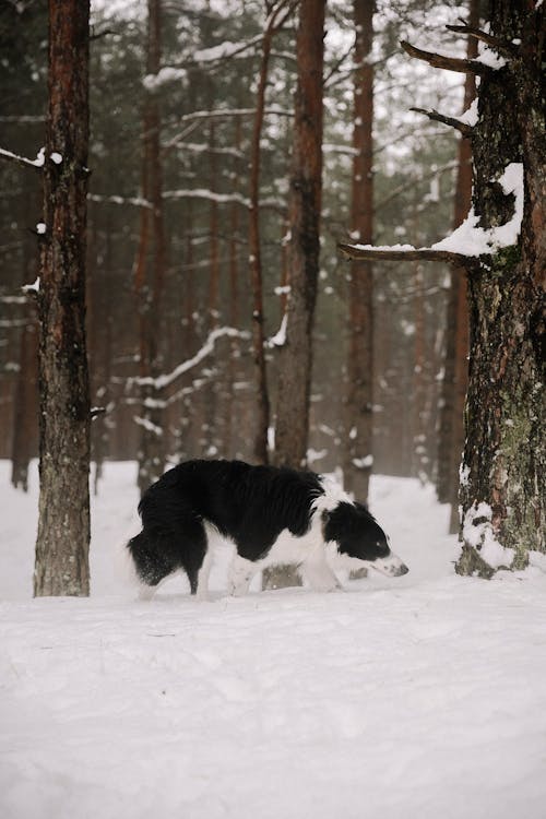 개, 겨울, 눈의 무료 스톡 사진