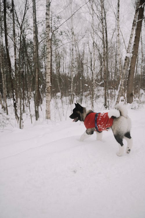 Imagine de stoc gratuită din akita, animal de casă, arbori