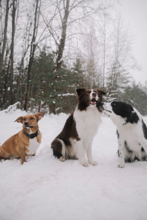 Foto profissional grátis de animais de estimação, border collies, cachorros