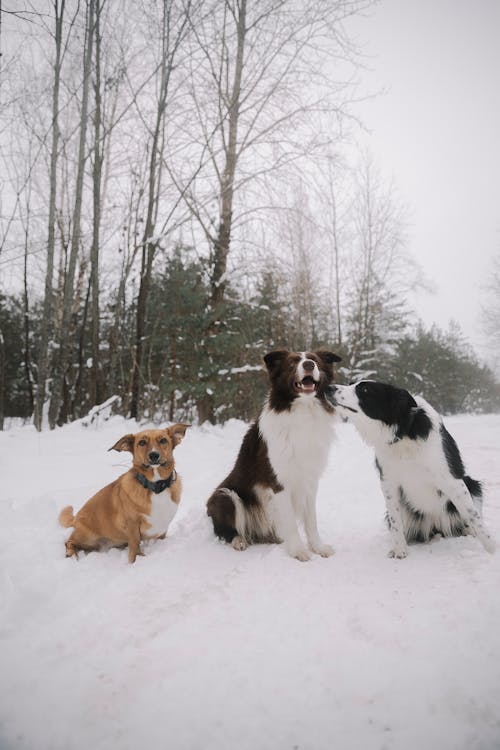 Foto profissional grátis de animais de estimação, border collies, cachorros