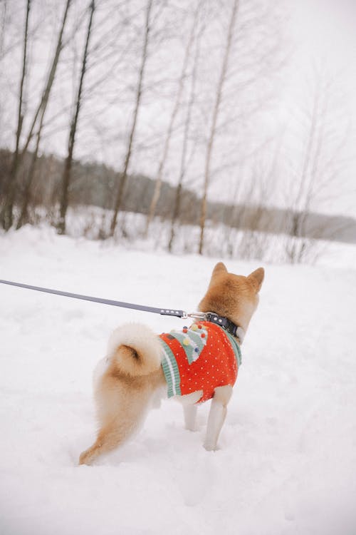 Dog on Walk in Winter