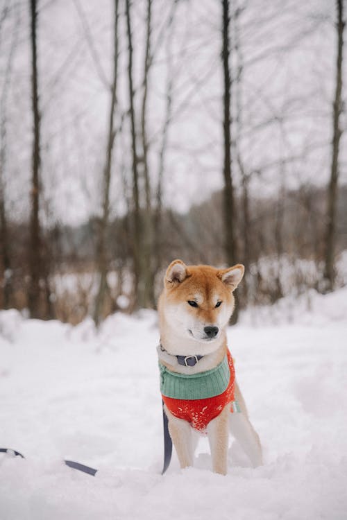 Shiba Inu in Christmas Clothes