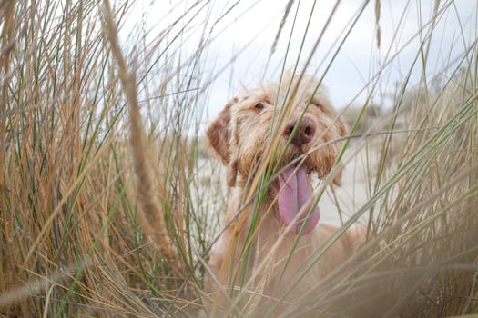 Spinone Italiano image image_3