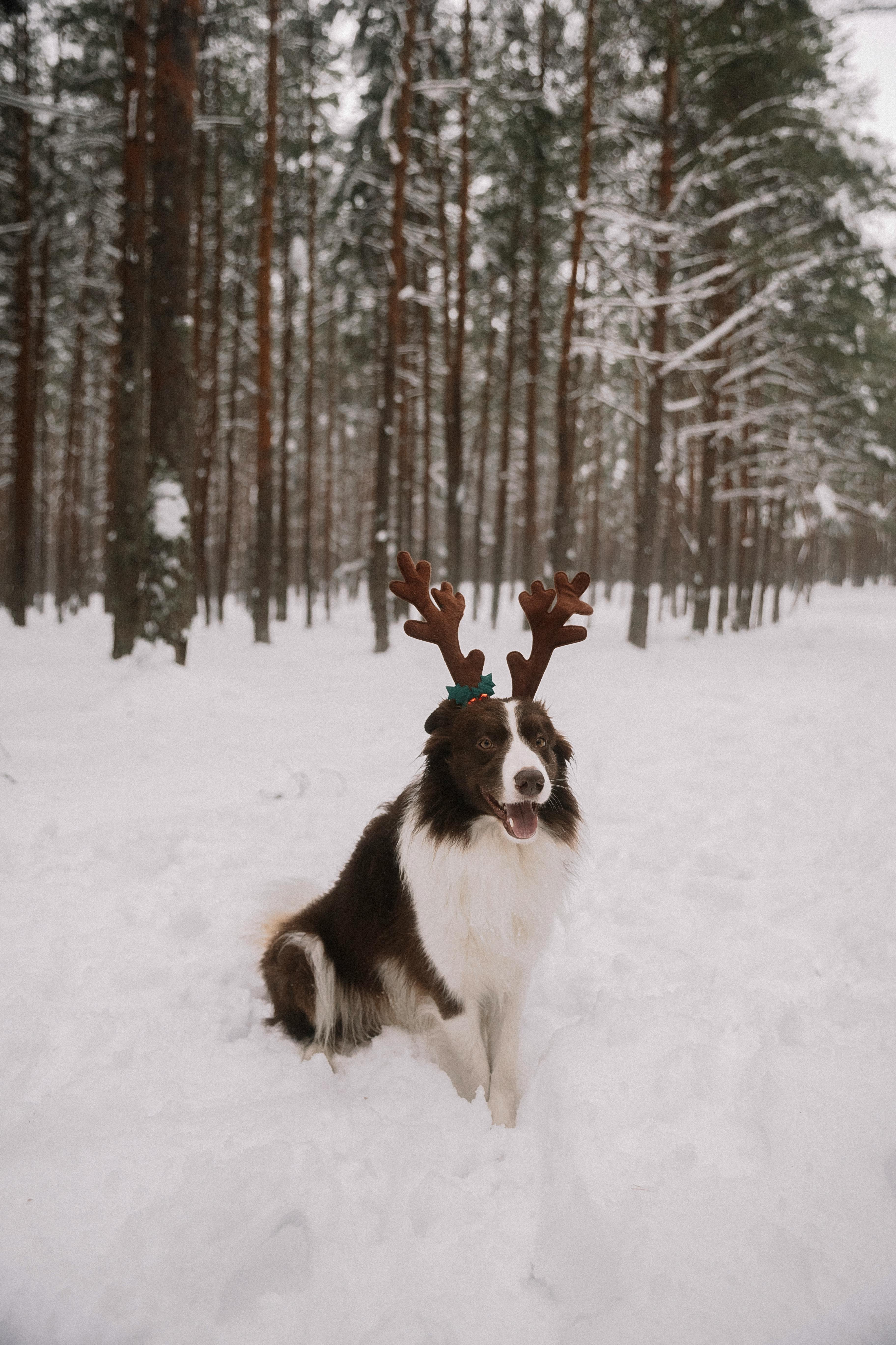 grátis Foto profissional grátis de @exterior, agradável, alegre Foto profissional