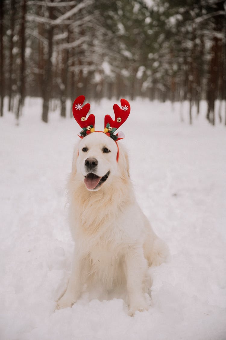 Golden Retriever In Christmas Headband