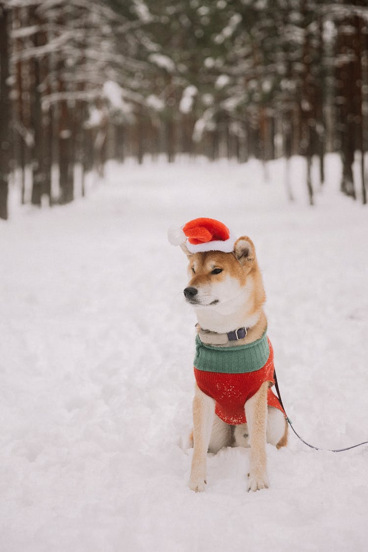 Cute Dog In Christmas Sweater And Hat