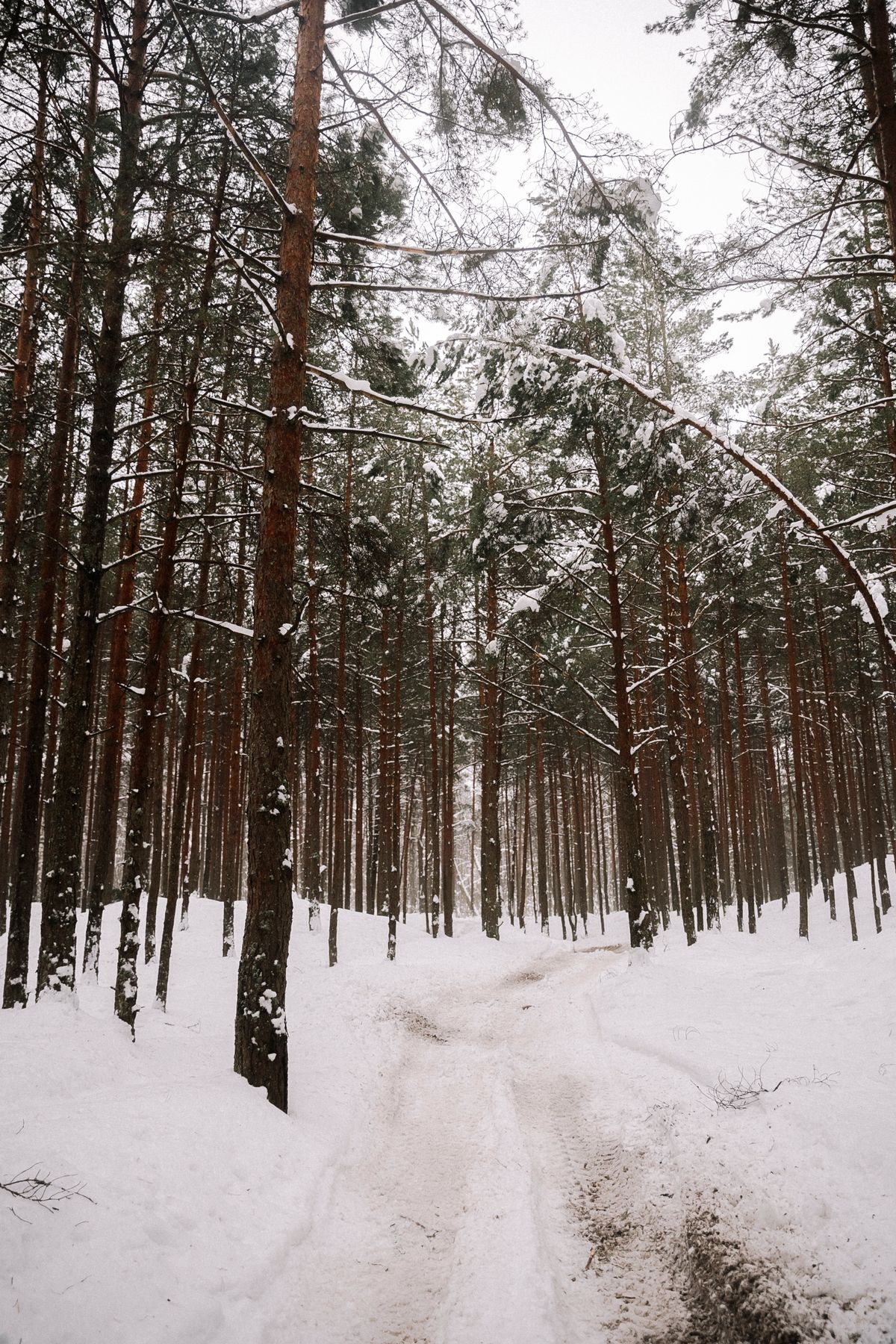 雪に覆われた道