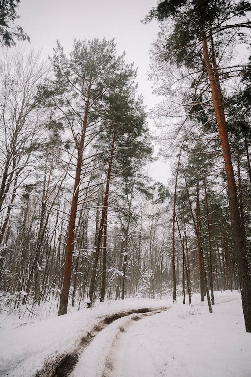Foto stok gratis dingin, hutan, jalan desa