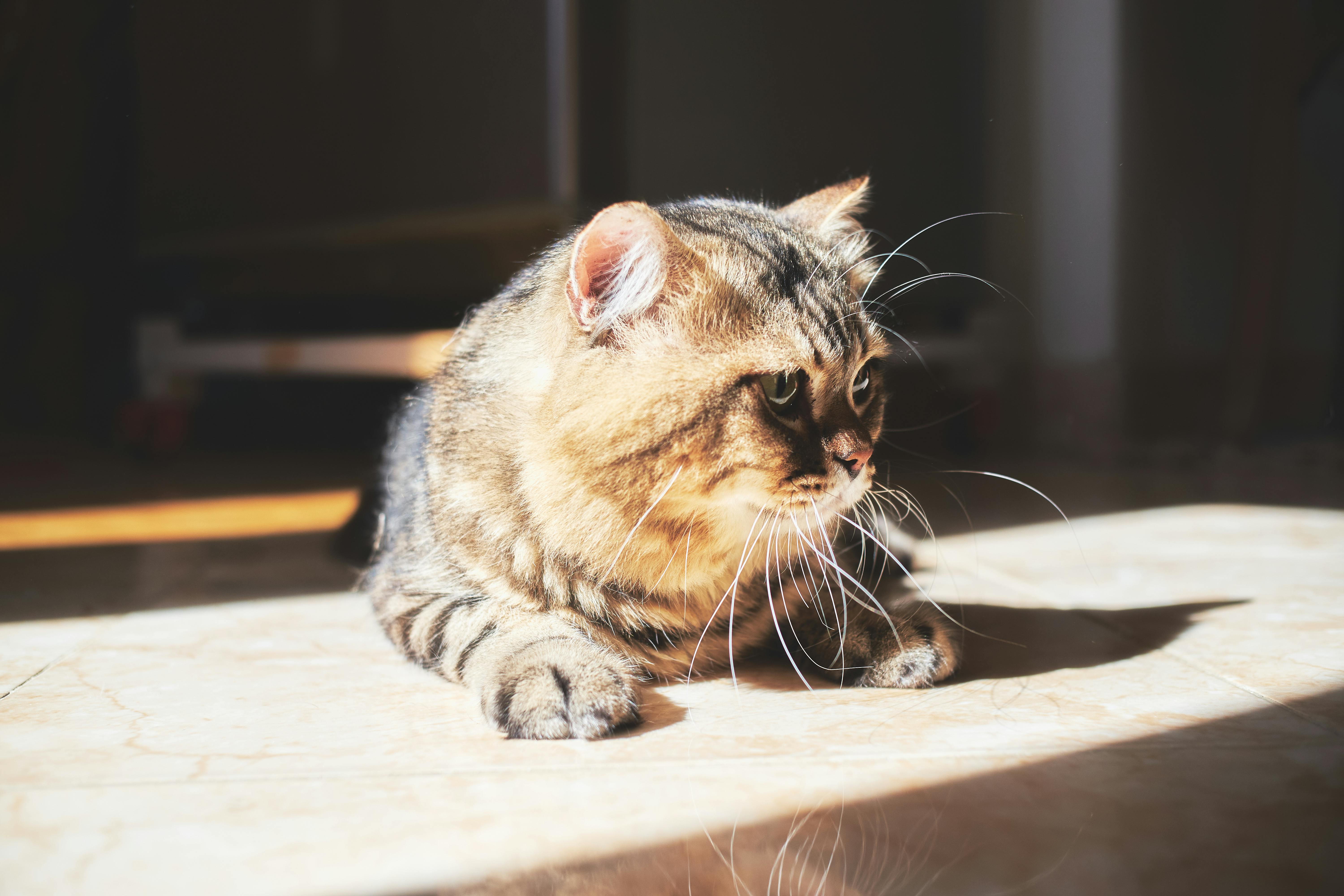 A tabby cat lying on a sunlit floor indoors, basking in warm sunlight.