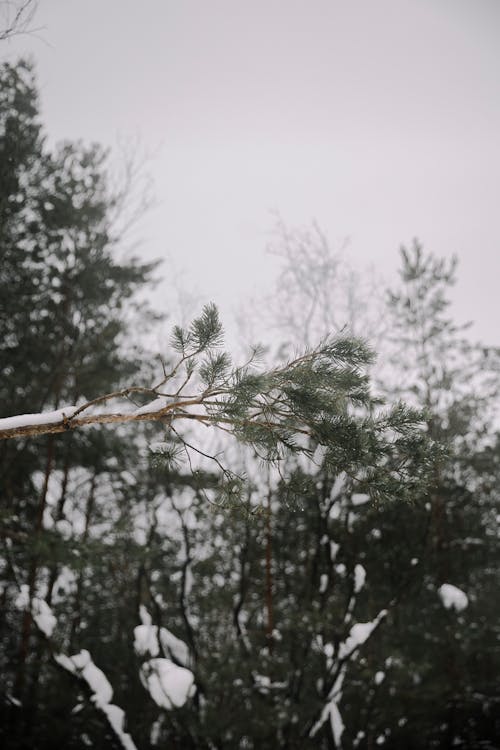 Foto d'estoc gratuïta de arbres, bosc, coníferes