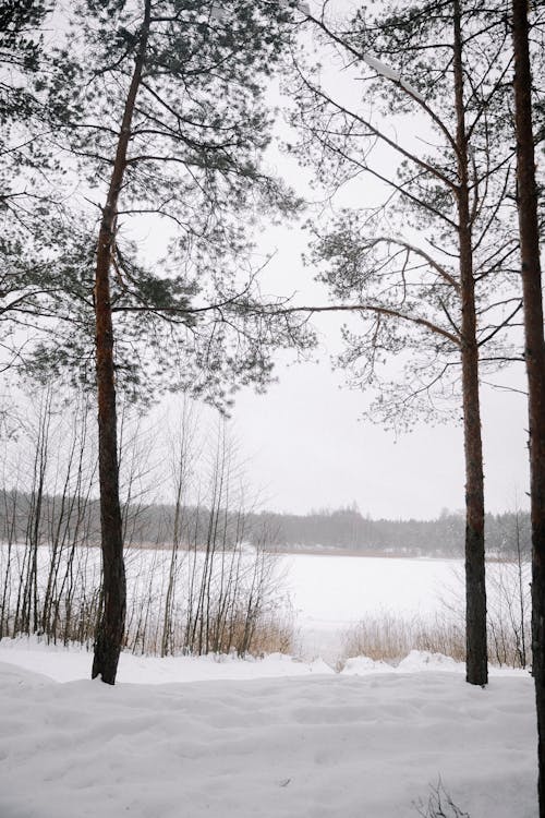 Ilmainen kuvapankkikuva tunnisteilla aamu, flunssa, järvi