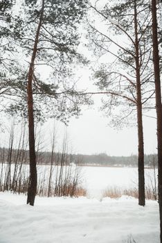Scenic winter view of a snow-covered forest with bare trees and a tranquil landscape.