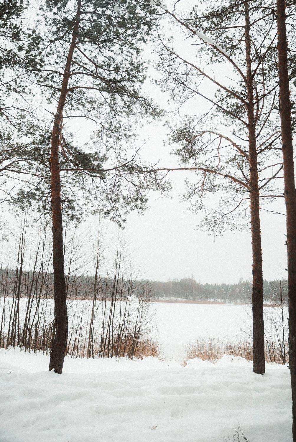 Winter Forest Landscape · Free Stock Photo