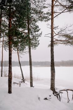 Tranquil winter forest with snow-covered trees and a frozen lake in the background.